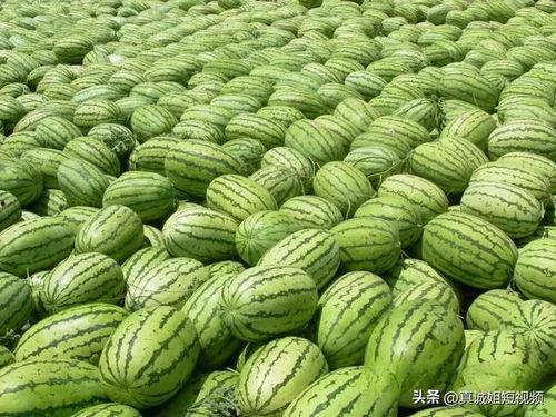 热门大瓜每日必吃大瓜合集